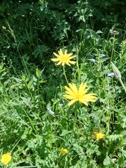 Tragopogon graminifolius