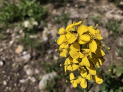 Erysimum asperum