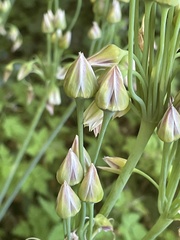 Allium siculum