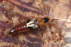 Lordithon trinotatus