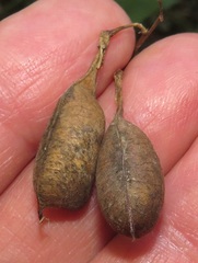 Crotalaria natalensis