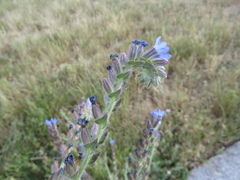 Anchusa procera