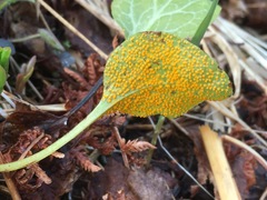 Rossmanomyces pyrolae