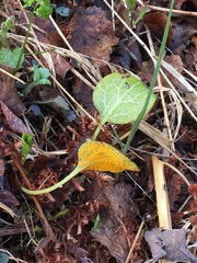 Rossmanomyces pyrolae