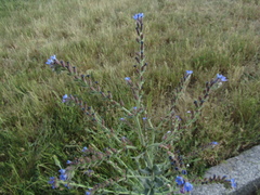 Anchusa procera