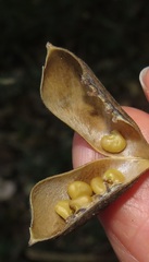 Crotalaria natalensis