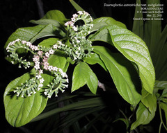 Heliotropium astrotrichum