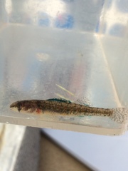 Etheostoma exile
