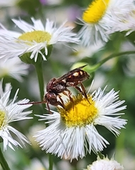 Nomada maculata