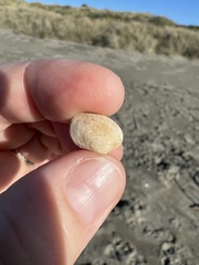 Venerupis largillierti