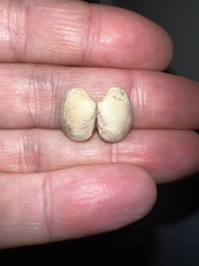 Venerupis largillierti