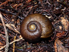 Powelliphanta marchanti
