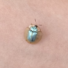 Aspidimorpha officiosa