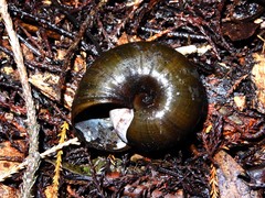 Powelliphanta marchanti