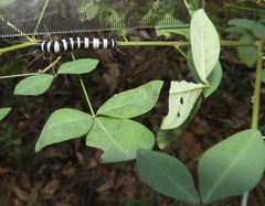 Crotalaria natalensis