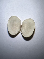 Venerupis largillierti