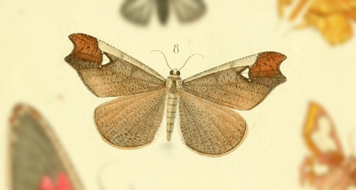 Macrosoma satellitiata