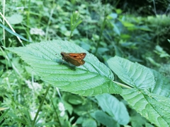 Ochlodes sylvanus