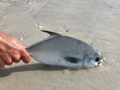 Trachinotus carolinus