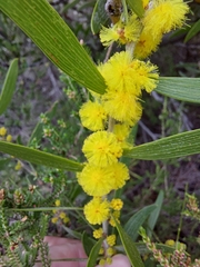 Acacia lanigera