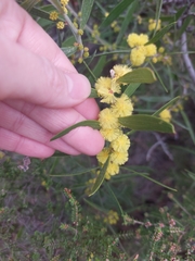 Acacia lanigera