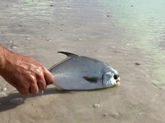 Trachinotus carolinus