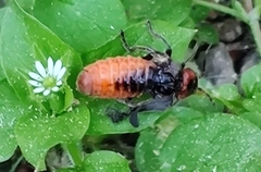 Cantharis rustica