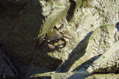 Metopograpsus thukuhar