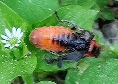 Cantharis rustica