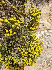 Helichrysum parvifolium