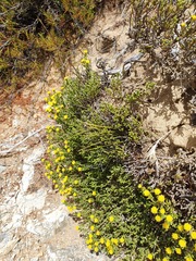 Helichrysum parvifolium
