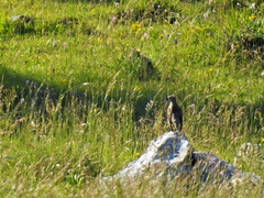 Turdus viscivorus