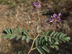 Indigofera pratensis