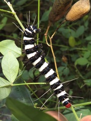 Amphicallia bellatrix