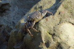 Metopograpsus thukuhar