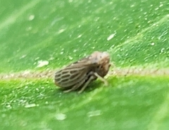 Agallia quadripunctata