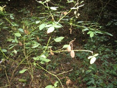 Crotalaria natalensis