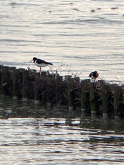 Haematopus ostralegus