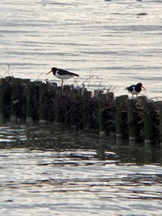Haematopus ostralegus
