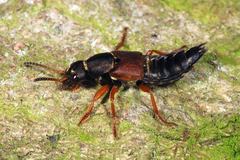 Staphylinus dimidiaticornis