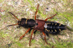 Staphylinus dimidiaticornis