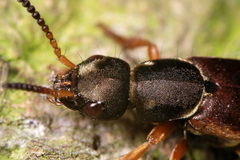 Staphylinus dimidiaticornis