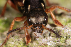 Staphylinus dimidiaticornis