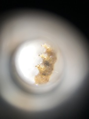 Lepidoptera