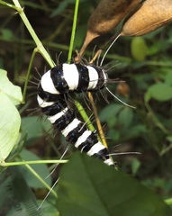 Amphicallia bellatrix