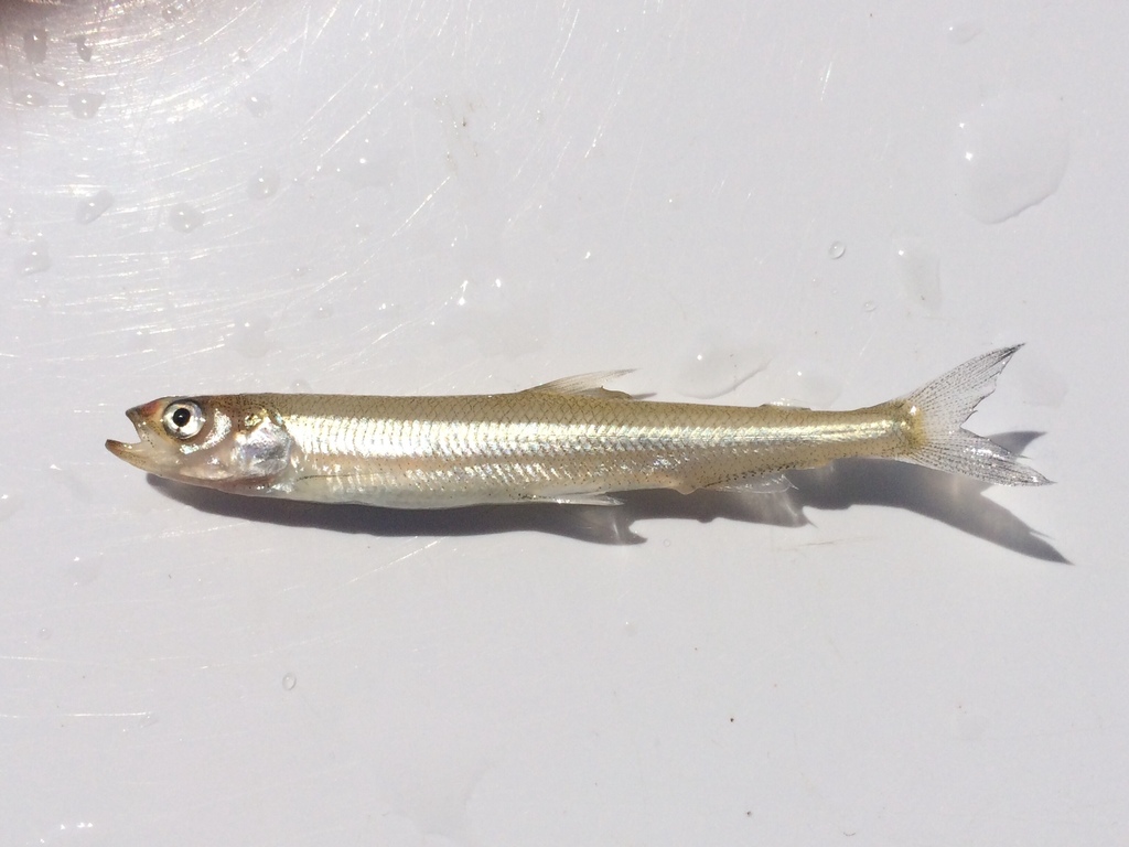 Rainbow Smelts