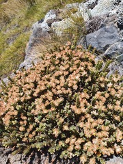 Pimelea traversii traversii