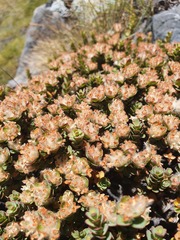 Pimelea traversii traversii