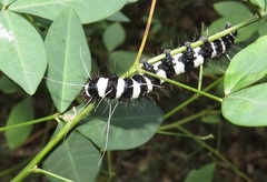 Amphicallia bellatrix