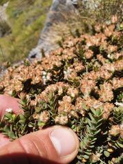 Pimelea traversii traversii